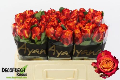 Rosa grootbloemig Atomic