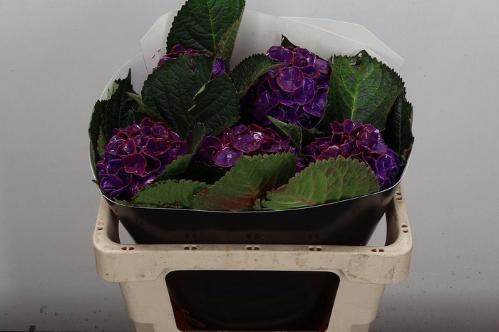 Hydrangea overig kleurbehandeld H%