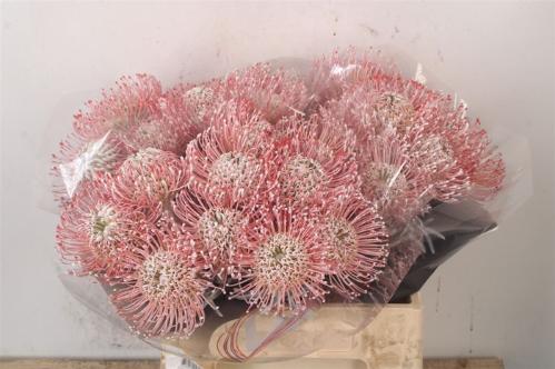 Leucospermum 'Naomi' kleurbehandeld H%