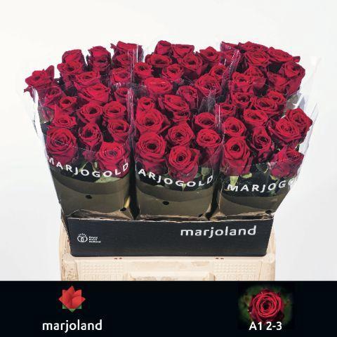 Rosa grootbloemig Red Naomi!