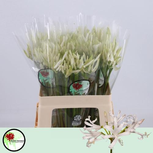 Nerine Bowdenii Grp 'White Charm'