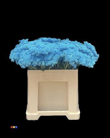 Sedum spectabile kleurbehandeld H%