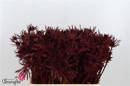 Eryngium planum kleurbehandeld H%