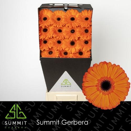 Gerbera grootbloemig 'Applause'