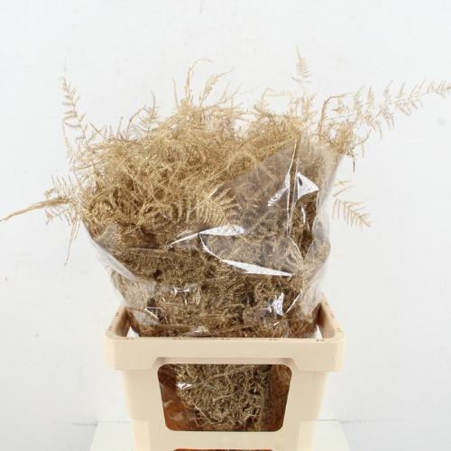 Asparagus overig kleurbehandeld H%