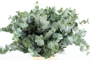 Eucalyptus cinerea