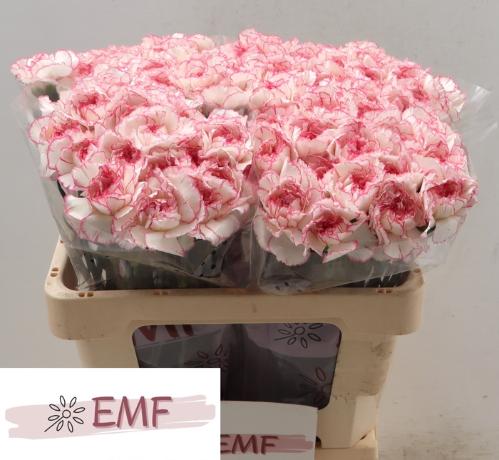 Dianthus standaard 'Pastel Damascus'