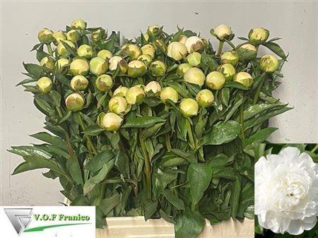 Paeonia Lactiflora Grp 'Duchesse de Nemours'