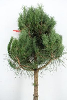 Pinus strobus