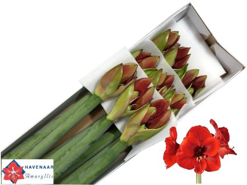 Hippeastrum Galaxy Grp 'Ferrari'