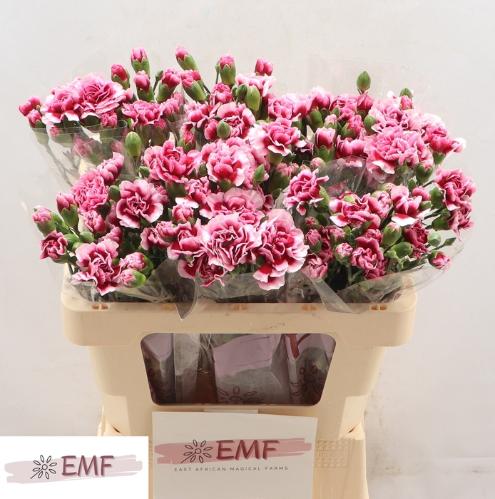 Dianthus tros 'Baraura'