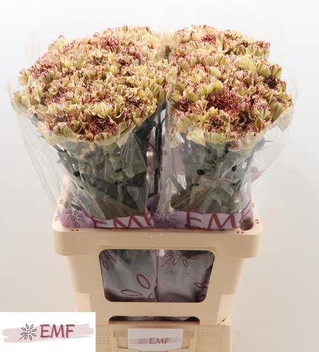 Dianthus standaard Viper