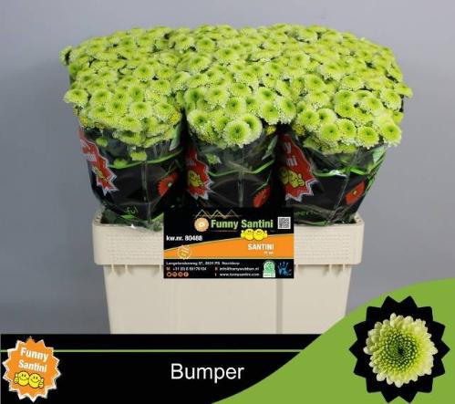 Chrysanthemum (Indicum Grp) tros santini Aaa Bumper