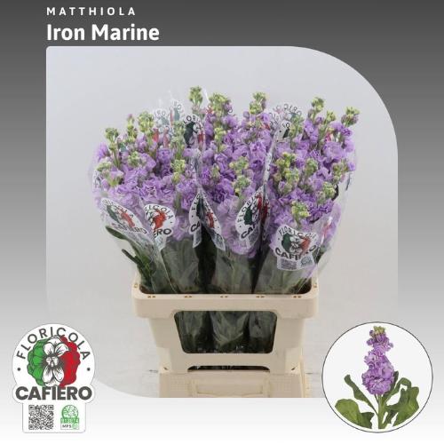 Matthiola incana 'Iron Marine'