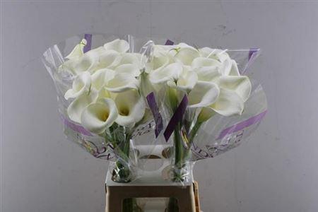 Zantedeschia 'Captain Ventura'