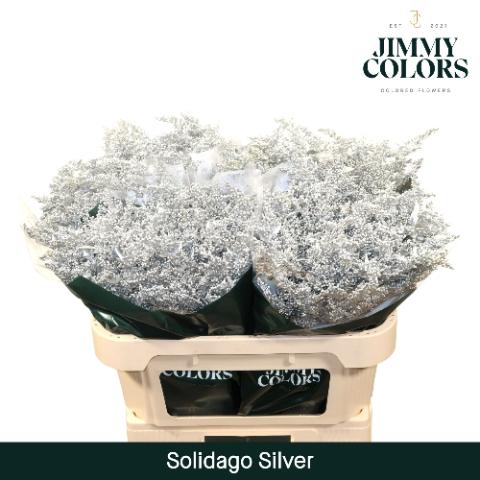 Solidago kleurbehandeld H%