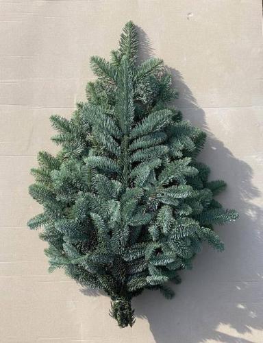 Abies procera Nobilis Blauw per bos