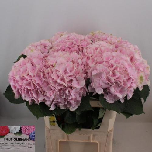 Hydrangea macrophylla 'Verena'