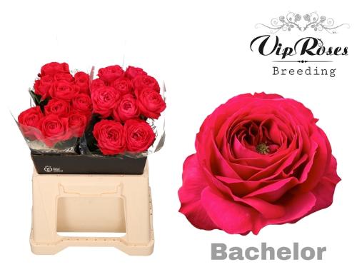 Rosa grootbloemig Bachelor