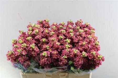 Matthiola incana 'Impala Terra'