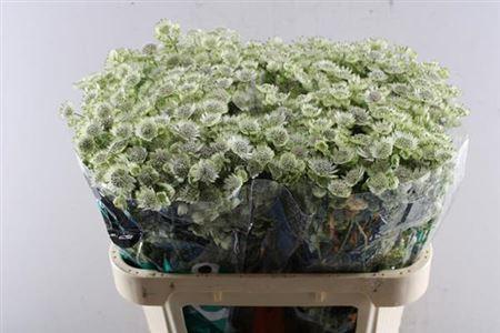 Astrantia major Billion Stars XL