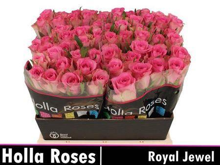 Rosa grootbloemig Royal Jewel