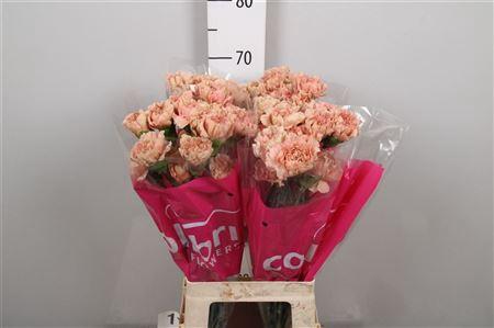 Dianthus standaard Caramel