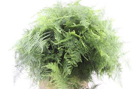 Asparagus setaceus overig