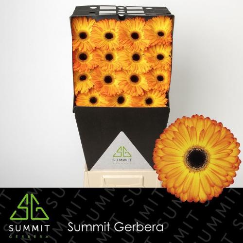 Gerbera grootbloemig 'Catwalk'