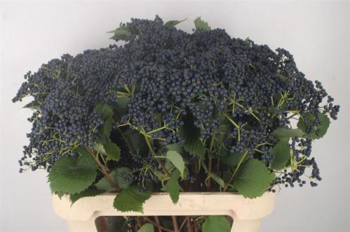 Viburnum dentatum per tak 'Blueberry Hill'
