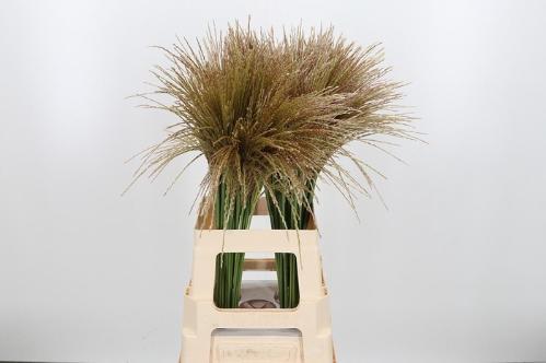 Miscanthus sinensis White Cloud