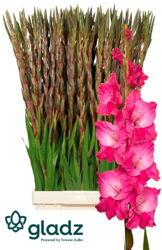 Gladiolus grootbloemig 'Fairytale Pink'