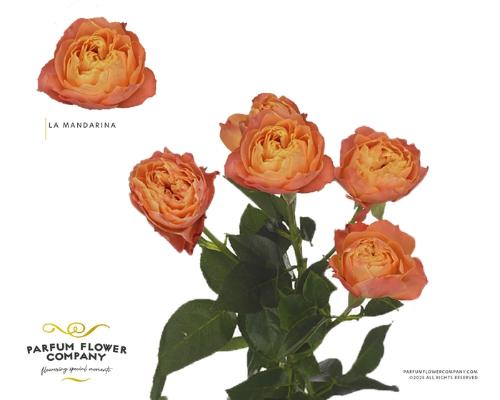 Rosa tros La Mandarina