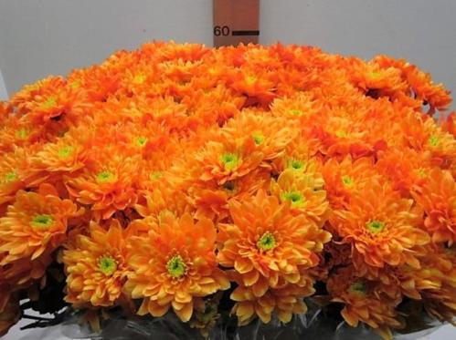 Chrysanthemum Indicum Grp tros kas kleurbehandeld H%