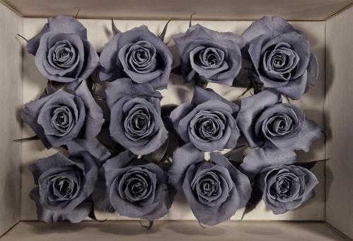 Rosa grootbloemig kleurbehandeld H%