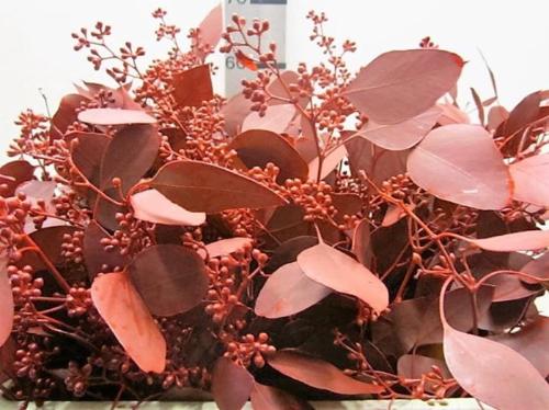 Eucalyptus kleurbehandeld per bos H%