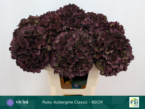 Hydrangea macrophylla Magical Rubyred (classic paars)