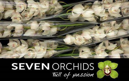 Cymbidium grootbloemig 'Zeppelin'