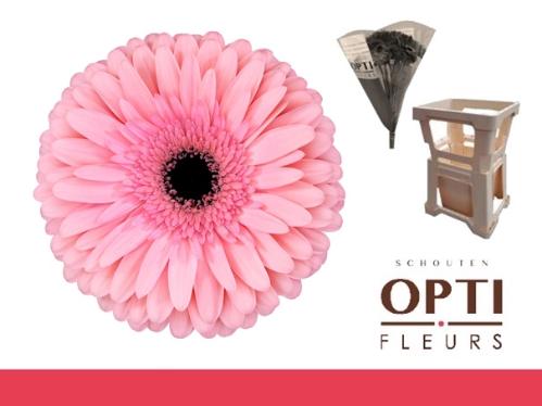 Gerbera grootbloemig Estrella