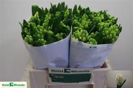 Hyacinthus orientalis 'Antarctica'