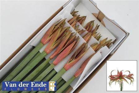 Hippeastrum Spider Grp 'Tango'