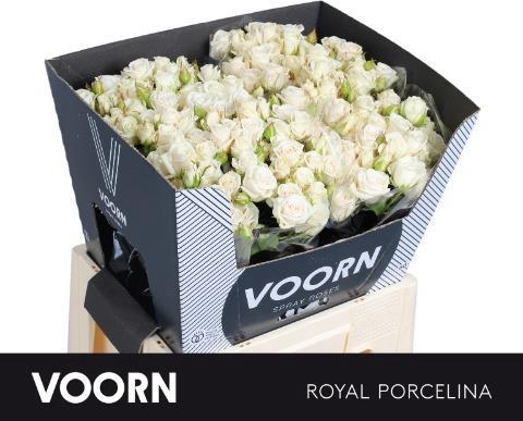 Rosa tros Royal Porcelina