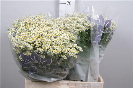 Tanacetum parthenium Cameron