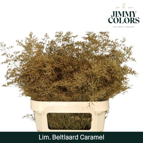 Limonium overig kleurbehandeld H%