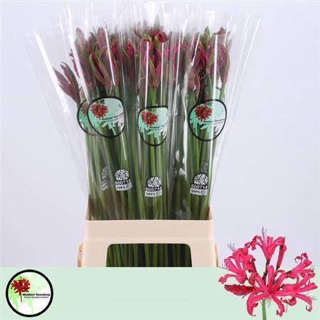 Nerine Companion Grp 'Mr John'