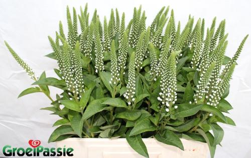 Lysimachia 'Elisabeth'