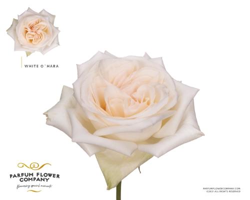 Rosa grootbloemig White O'Hara