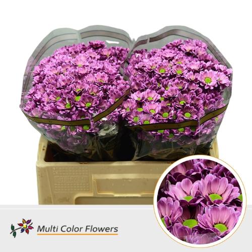 Chrysanthemum (Indicum Grp) tros santini  AAA Bowie kleurbehandeld H%