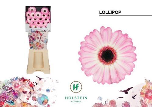 Gerbera mini 'Lollipop'