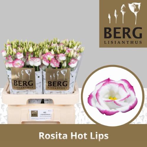 Eustoma russellianum gevuldbloemig 'Rosita Hot Lips'